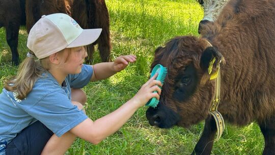 Die Galloway-Herde zählt seit mittlerweile mehr als sechs Jahren zur Einwohnerschaft Weilheims. Foto: Fiona Peter Die Galloway-Herde zählt seit mittlerweile mehr als sechs Jahren zur Einwohnerschaft Weilheims. Foto: Fiona Peter