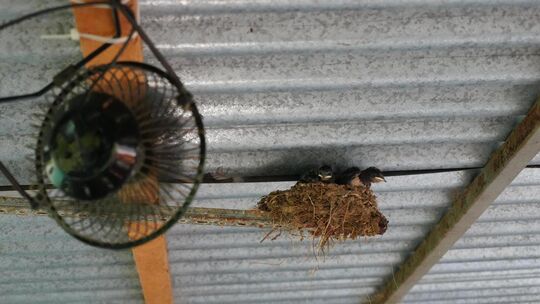 Luft statt Hitzestau: Ein kleiner Ventilator kühlt Schwalbennestlinge im Pferdestall von Birgit Braun. Foto: Jule Störk