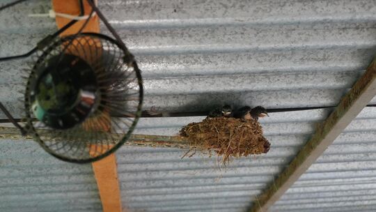 Luft statt Hitzestau: Ein kleiner Ventilator kühlt Schwalbennestlinge im Pferdestall von Birgit Braun. Foto: Jule Störk Luft statt Hitzestau: Ein kleiner Ventilator kühlt Schwalbennestlinge im Pferdestall von Birgit Braun. Foto: Jule Störk