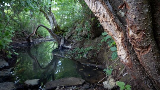 Die Bissspuren an Bäumen am Talbach sind schon etwas älter. Foto: Carsten Riedl Die Bissspuren an Bäumen am Talbach sind schon etwas älter. Foto: Carsten Riedl