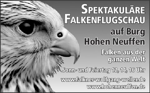 Falkner Spektakel