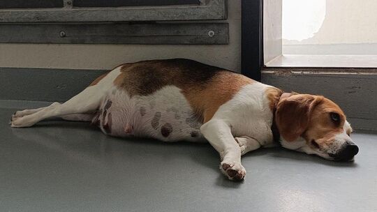 Die Beagle-Hündin Rosalie wird in Kürze niederkommen. Foto: Tierheim Esslingen Die Beagle-Hündin Rosalie wird in Kürze niederkommen. Foto: Tierheim Esslingen