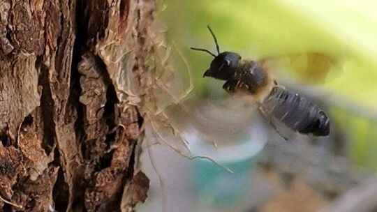 Die Asiatische Riesen-Harzbiene ist mit bis zu 25 Millimetern deutlich größer als eine Honigbiene. Foto: pr Die Asiatische Riesen-Harzbiene ist mit bis zu 25 Millimetern deutlich größer als eine Honigbiene. Foto: pr