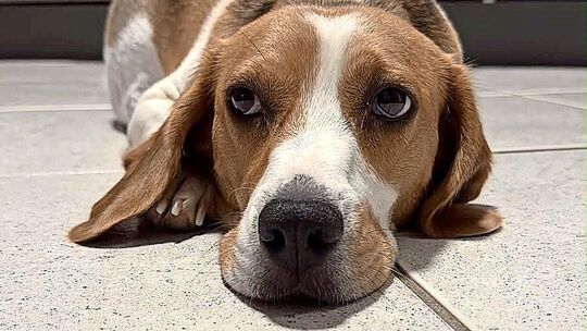 Als die Beagle-Hündin ausgesetzt wurde, war sie trächtig. Foto: Tierschutzverein Esslingen und Umgebung Als die Beagle-Hündin ausgesetzt wurde, war sie trächtig. Foto: Tierschutzverein Esslingen und Umgebung