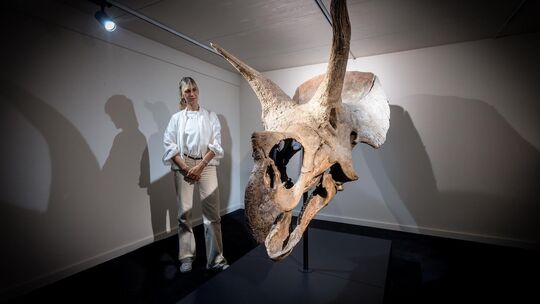 Urweltmuseum Holzmaden Kamilla Burr mit Ihrem Schädel eines Triceratops