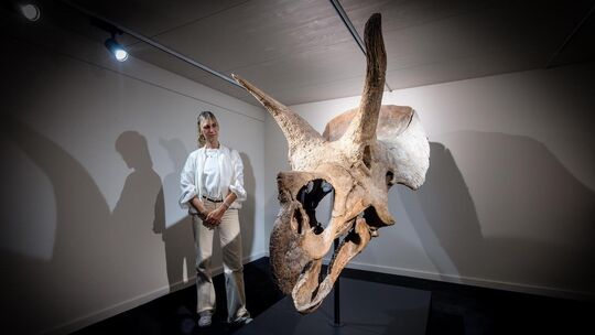 Urweltmuseum Holzmaden Kamilla Burr mit Ihrem Schädel eines Triceratops Urweltmuseum Holzmaden Kamilla Burr mit Ihrem Schädel eines Triceratops