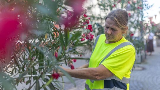 Die vielen fuchsiafarbenen Oleander, die Kirchheims Fußgängerzone schmücken, brauchen während der heißen Sommertage reichlich Wa