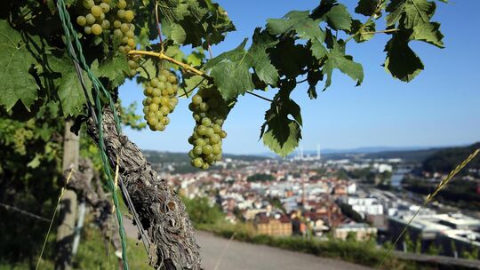 Die Weinberge sind prägend für Esslingen. Doch der Klimawandel verändert den Anbau. Foto: Robin Rudel Die Weinberge sind prägend für Esslingen. Doch der Klimawandel verändert den Anbau. Foto: Robin Rudel