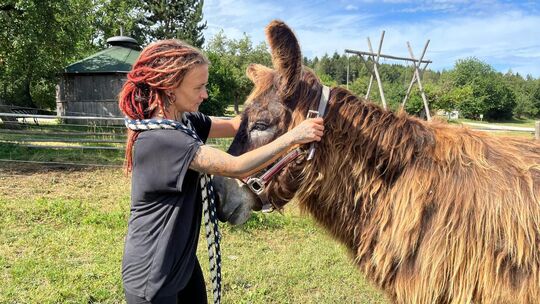 Jacky Bock legt dem Poitou-Esel Beppo das Halfter an. Dann geht es für den 20 Jahre alten Esel eine Runde Gassi über das Hofgut Jacky Bock legt dem Poitou-Esel Beppo das Halfter an. Dann geht es für den 20 Jahre alten Esel eine Runde Gassi über das Hofgut