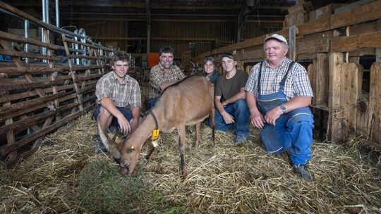 Stallzeit im Sommer für die Ziegen, statt saftiger Weiden. Auf dem Demeter-Ziegenhof Hepperle ist der konventionelle Landwirt He