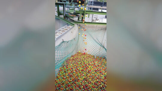 Vom Förderband fallen die Äpfel in das Silo. Foto: Iris Häfner
Apfelannahmestelle
Mostobst, Streuobst Annahmestellen Vom Förderband fallen die Äpfel in das Silo. Foto: Iris Häfner
Apfelannahmestelle
Mostobst, Streuobst Annahmestellen