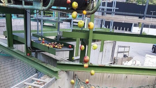 Vom Förderband fallen die Äpfel in das Silo. Foto: Iris Häfner
Apfelannahmestelle
Mostobst, Streuobst Annahmestellen Vom Förderband fallen die Äpfel in das Silo. Foto: Iris Häfner
Apfelannahmestelle
Mostobst, Streuobst Annahmestellen