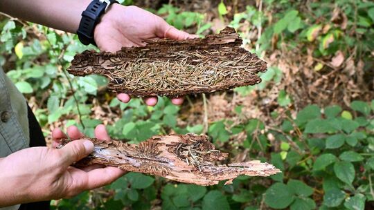 In der Rinde haben Borkenkäfer ihre Spuren hinterlassen. Bei Hitze fühlen sie sich überaus wohl. Foto: Markus Brändli In der Rinde haben Borkenkäfer ihre Spuren hinterlassen. Bei Hitze fühlen sie sich überaus wohl. Foto: Markus Brändli