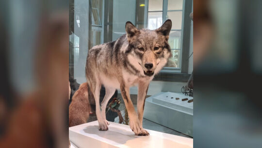 Der nach über 150 Jahren erste nachgewiesene Wolf in Württemberg wurde direkt überfahren und danach ausgestopft. Foto: Stephanie Der nach über 150 Jahren erste nachgewiesene Wolf in Württemberg wurde direkt überfahren und danach ausgestopft. Foto: Stephanie