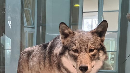 Der nach über 150 Jahren erste nachgewiesene Wolf in Württemberg wurde direkt überfahren und danach ausgestopft. Foto: Stephanie Der nach über 150 Jahren erste nachgewiesene Wolf in Württemberg wurde direkt überfahren und danach ausgestopft. Foto: Stephanie