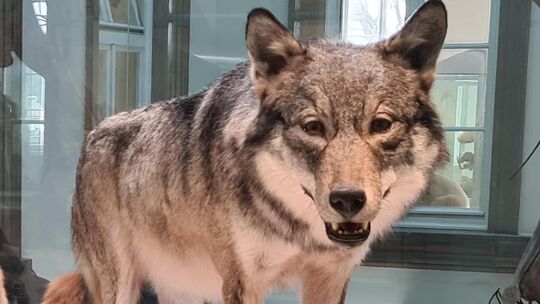 Der nach über 150 Jahren erste nachgewiesene Wolf in Württemberg wurde direkt überfahren und danach ausgestopft. Foto: Stephanie