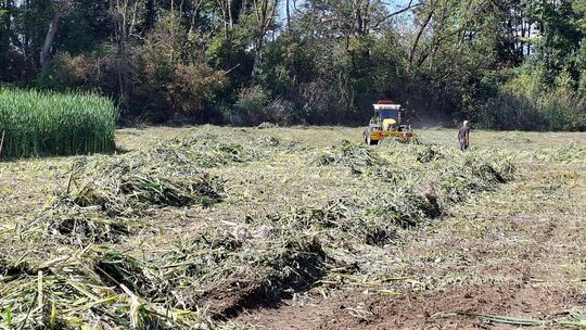 Der Erlachsee ist trockengelegt worden, um das Gewässer vom Schlamm zu befreien. Für Mäharbeiten auf dem Grund des ehemaligen Ka