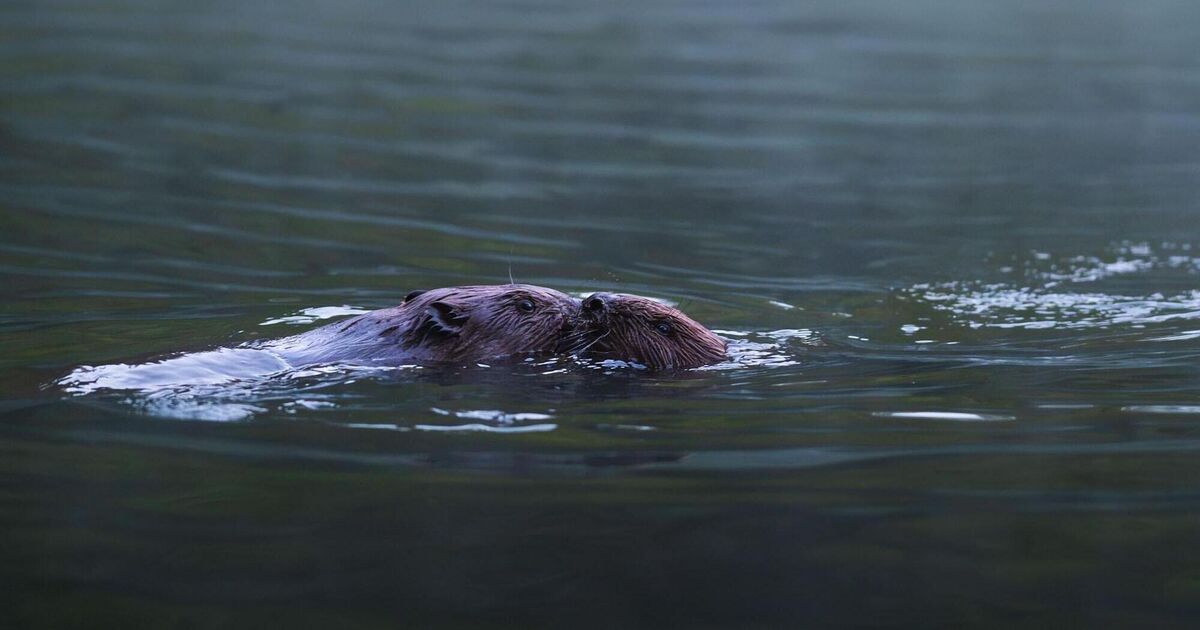 Allow me to introduce the beavers of the Bürgerseen lakes