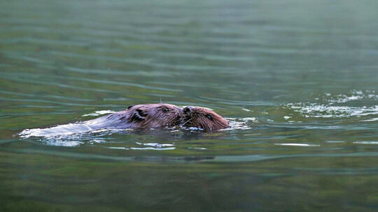 Biber im Bürgersee. Foto: Nils Heyde Biber im Bürgersee. Foto: Nils Heyde