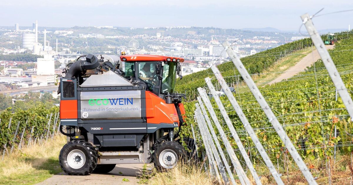 A mechanical harvester changes the grape harvest
