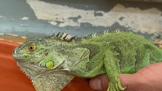 So sieht der in Unterboihingen gefundene Leguan aus. Foto: Tierheim Esslingen So sieht der in Unterboihingen gefundene Leguan aus. Foto: Tierheim Esslingen