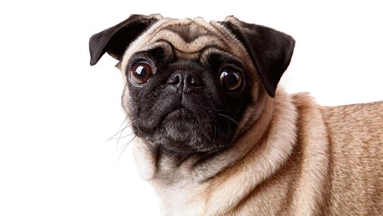 Ein wenig Mops steckt doch in jedem. Foto: Adobe Stock