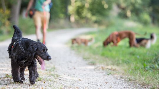 Ein Hund verlangt Disziplin. Die meisten Vierbeiner drängen bei Wind und Wetter ins Freie. Foto:Carsten Riedl Ein Hund verlangt Disziplin. Die meisten Vierbeiner drängen bei Wind und Wetter ins Freie. Foto:Carsten Riedl