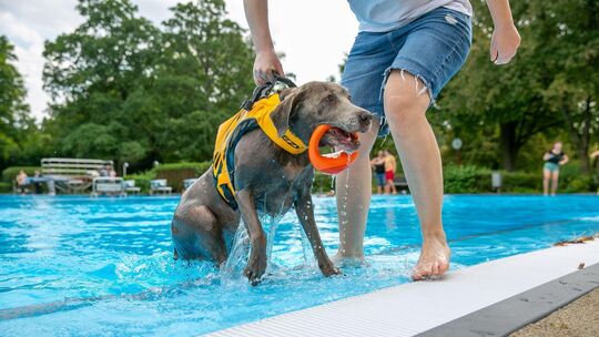 BU: In Wernau und Neuffen geht’s zum Hundebadetag in den Pool (Archivfoto). Foto: Roberto Bulgrin