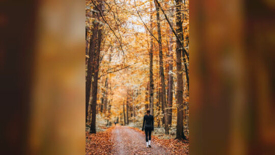 Neben den biochemischen Vorzügen punktet der Herbstwald mit handfesten Vorteilen für den Bewegungsapparat. Foto: Pexels / Masood