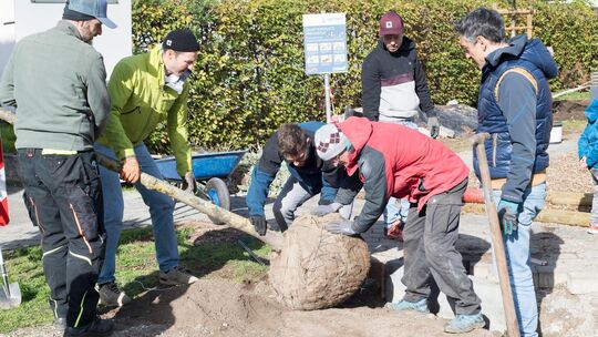 Der Quartiersplatz im Paradiesle Kirchheim wird umgestaltet. Eine von zwei Silberlinden wird gepflanzt.