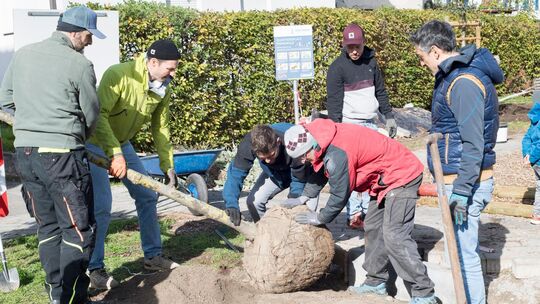 Der Quartiersplatz im Paradiesle Kirchheim wird umgestaltet. Eine von zwei Silberlinden wird gepflanzt.