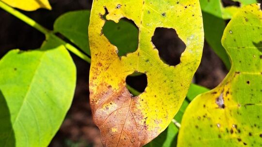 Blatt mit Geistergesicht