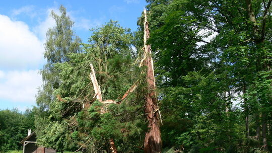 Vom Mammutbaum ist nur noch Kleinholz übrig