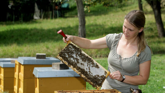 Bienen - Waben - Imker - Imkerei - Honig