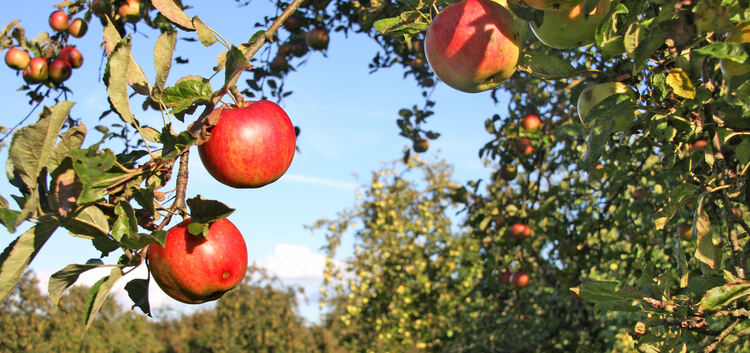 Äpfel - Obst - Streuobst - Apfelbaum