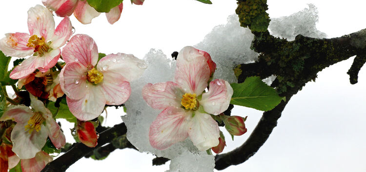 Wintereinbruch am 26.04.2017, Apfelblüten bringen Farbe in den Schnee, Ruoff