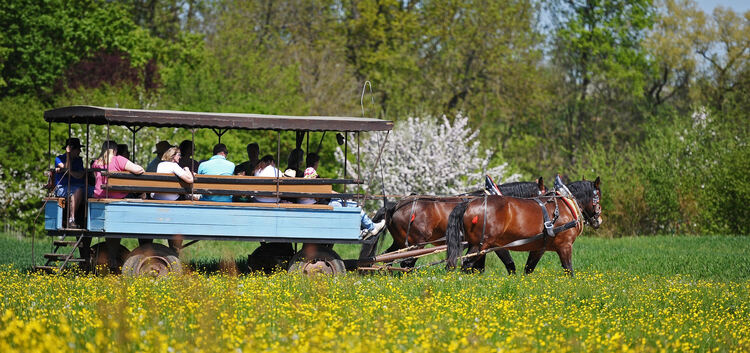 Muttertagskutschfahrt mit dem Pferdeplanwagen durchs Streuobstparadies., mit den Kaltblutpferden Robbi und Naila, Veranstaltung
