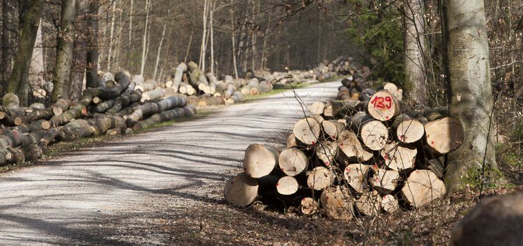 Bislang waren die Revierförster für alle Belange wie beispielsweise die Holzernte auf allen Waldflächen verantwortlich.Foto: Jea