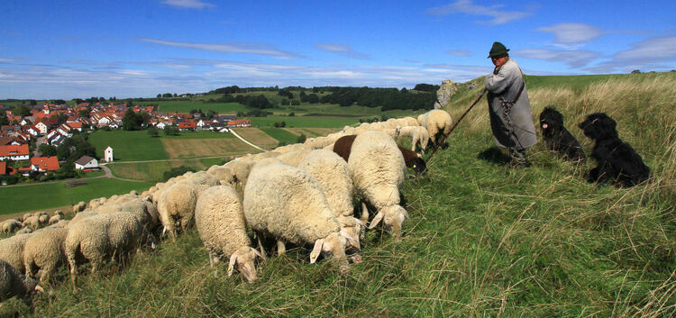 Schafe erhalten die typische Alb-Landschaft.Archiv-Foto: Dieter Ruoff