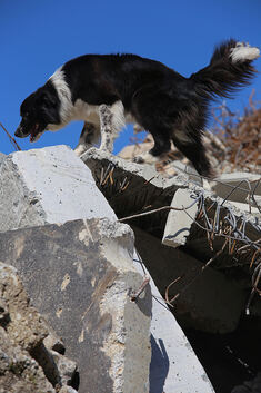 Die Suche im Trümmerfeld trainieren die Hunde an Abbruchhäusern oder bei Bauunternehmen.