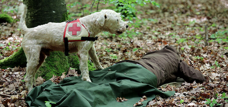Rettungshunde arbeiten sicht-, geräusch- und witterungsunabhängig. Das kann im Ernstfall Leben retten.Fotos: Daniela Haußmann
