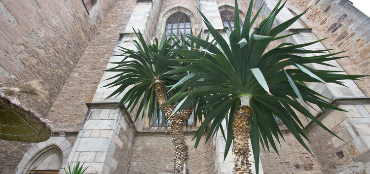 Palmen gehören zum „Stamminventar“ des Kirchheimer Sommernachtskinos.Archiv-Foto: Carsten Riedl