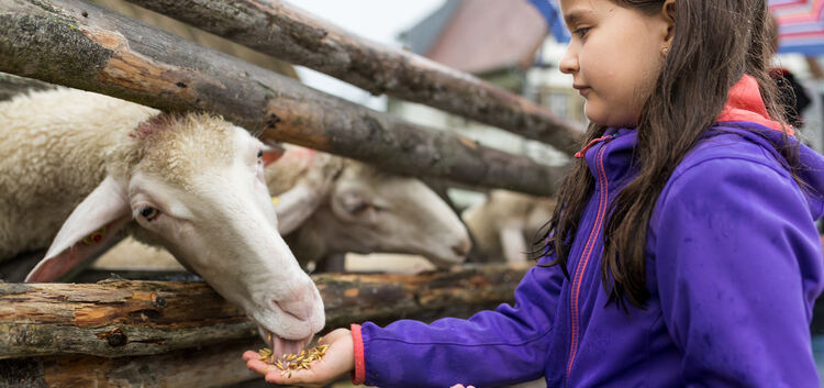 Mahlzeit! Für die Schafe im Beurener Freilichtmuseum gibt es Hafer und Brot. Die Kinder lassen sich das Essen geduldig von den H