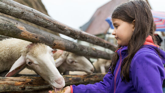 Mahlzeit! Für die Schafe im Beurener Freilichtmuseum gibt es Hafer und Brot. Die Kinder lassen sich das Essen geduldig von den H