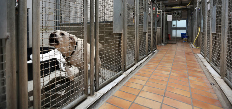 Der Tierschutzverein Esslingen betreibt das Tierheim und kämpft mit den Finanzen. Gerichtlich erwiesen ist, dass sein ehemaliger