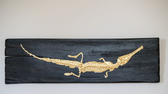 Treffen mit Ute Hauff, stellt Kunstwerke aus Fossilien her und hat in der Granada Gallery