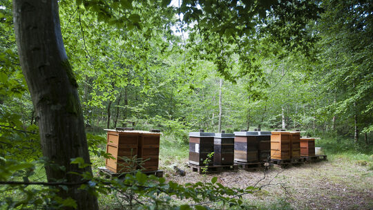 Imker Bernd Epple, Oberlenningen, Schmaltalgasse 37,