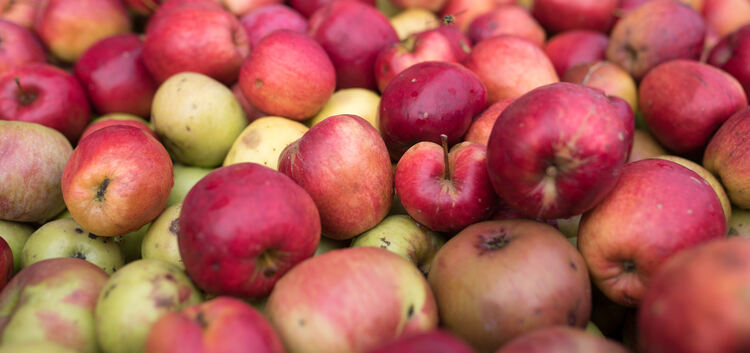 Äpfel in Hülle und Fülle: Doch das Bild trügt, denn strenger Frost während der Blüte hat dem Obst auf vielen Wiesen im Lenninger