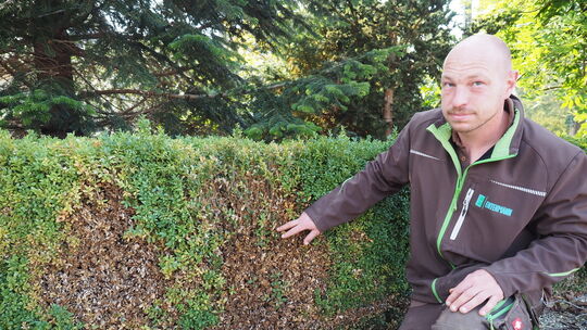Hier hat der Buchsbaumzünsler ganze Arbeit geleistet: Andreas Entenmann demonstriert den Schaden an einer Hecke. Foto: Heike Sie