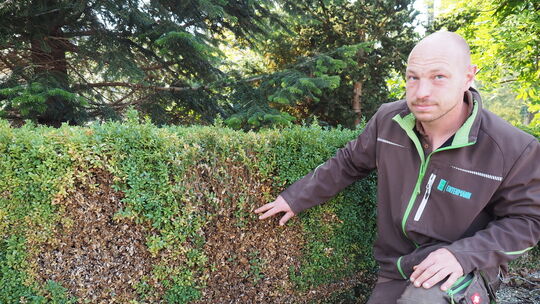 Hier hat der Buchsbaumzünsler ganze Arbeit geleistet: Andreas Entenmann demonstriert den Schaden an einer Hecke. Foto: Heike Sie Hier hat der Buchsbaumzünsler ganze Arbeit geleistet: Andreas Entenmann demonstriert den Schaden an einer Hecke. Foto: Heike Sie